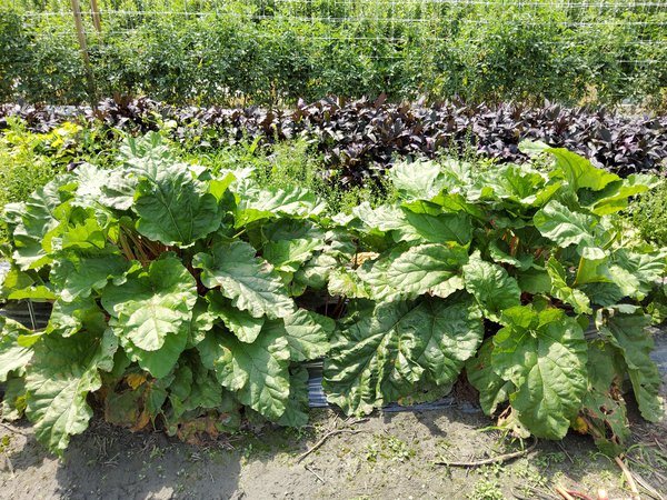 Rhabaraber Rheum rhabarbarum Selektionen Juli 2020