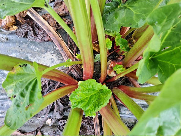 Rhabaraber Rheum rhabarbarum Selektionen Juli 2020