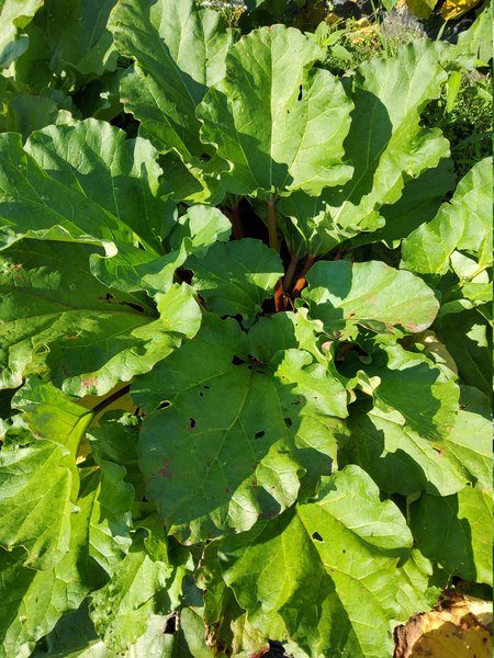 Rhabaraber Rheum rhabarbarum Selektionen Juli 2020
