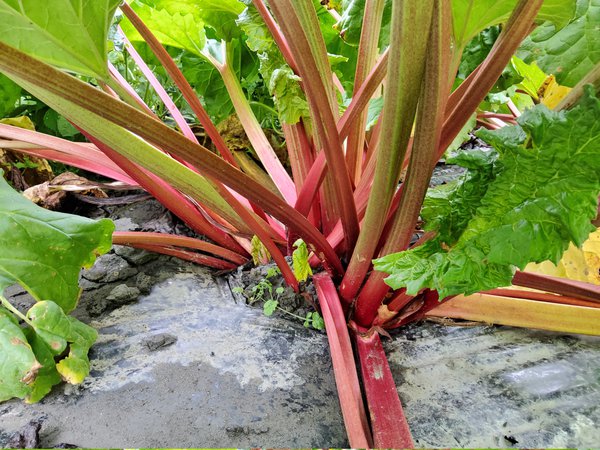 Rhabaraber Rheum rhabarbarum Selektionen Juli 2020