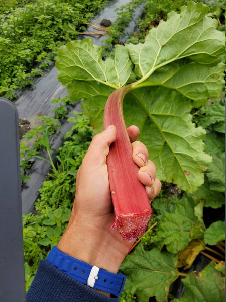 Rhabaraber Rheum rhabarbarum Selektionen Juli 2020