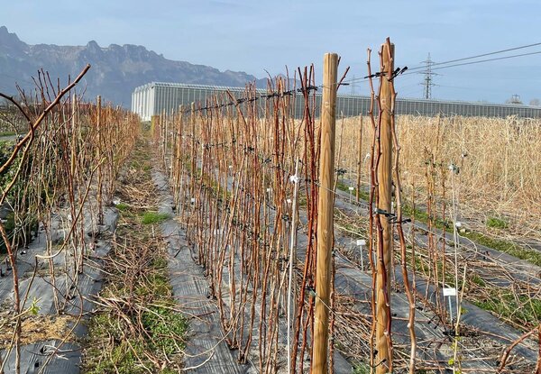 Zchtung, Himbeeren, Buchs, Frhling 2025