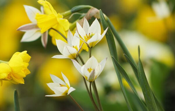 Tulipa turkestanica