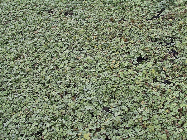 Acaena buchananii