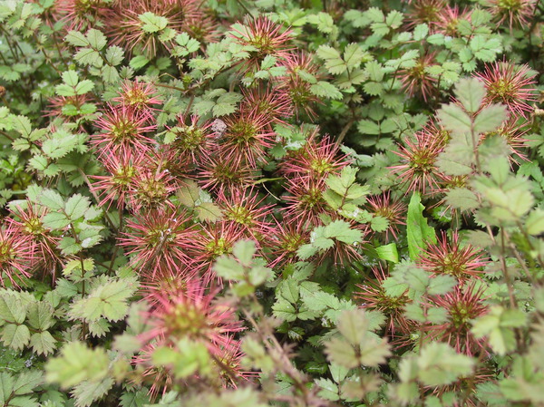 Acaena microphylla 'Kupferteppich'