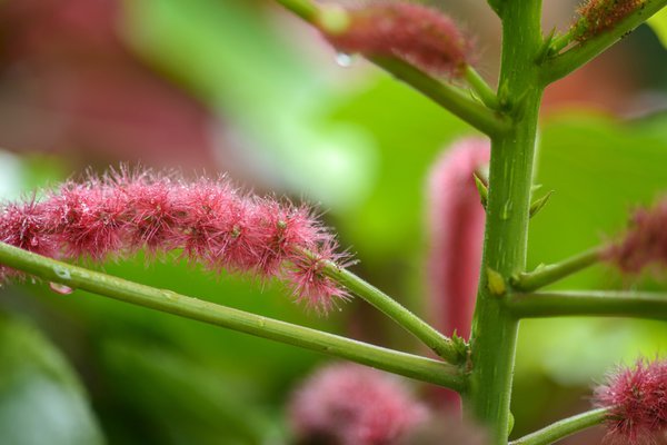 Katzenschwanzpflanze (Acalypha hispida)