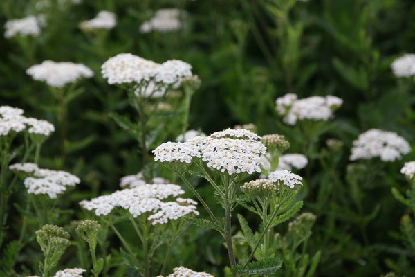 Achillea filipendulina 'Heinrich Vogeler'