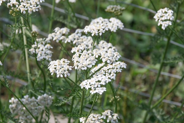 Achillea millefolium Wildform