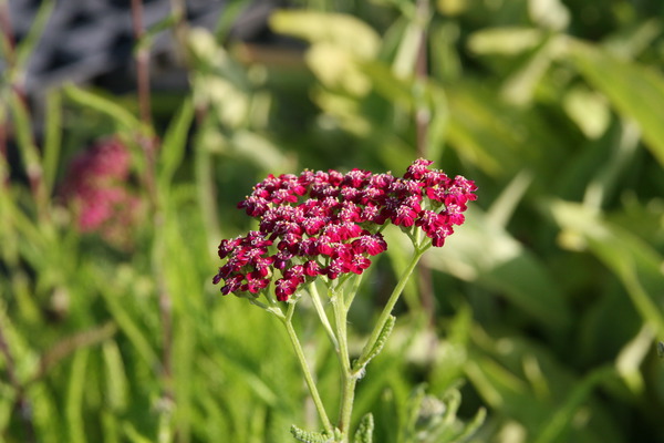 Achillea millefolium 'Kirschknigin'