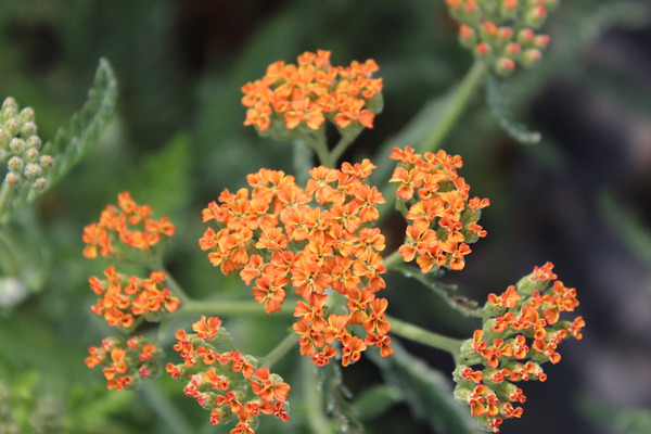 Achillea millefolium Terracotta Lubera