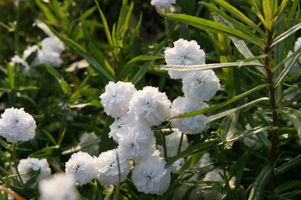 Achillea ptarmica 'Schneeball'