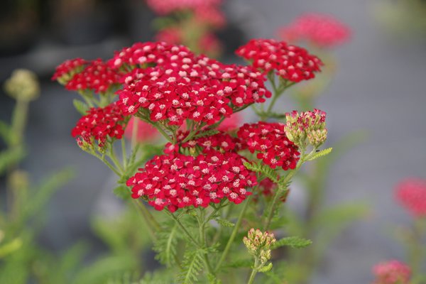 Achillea millefolium 'Petra'