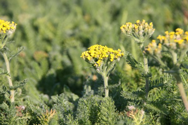 Achillea tomentosa