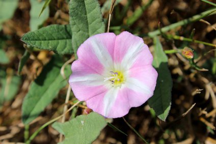 Ackerwinde, Convolvulus arvensis