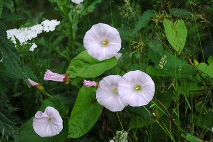 Ackerwinde, Convolvulus arvensis