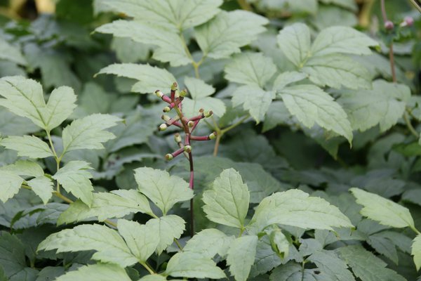 Actaea pachypoda 'Misty Blue' 