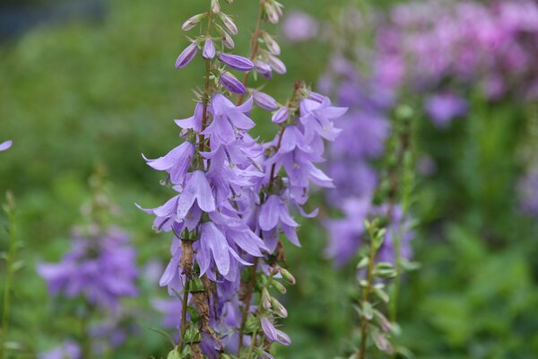 Adenophora latifolia 'Gaudi Violet' (S)