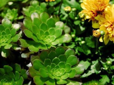 Aeonium kann perfekt mit Blühpflanzen kombiniert werden