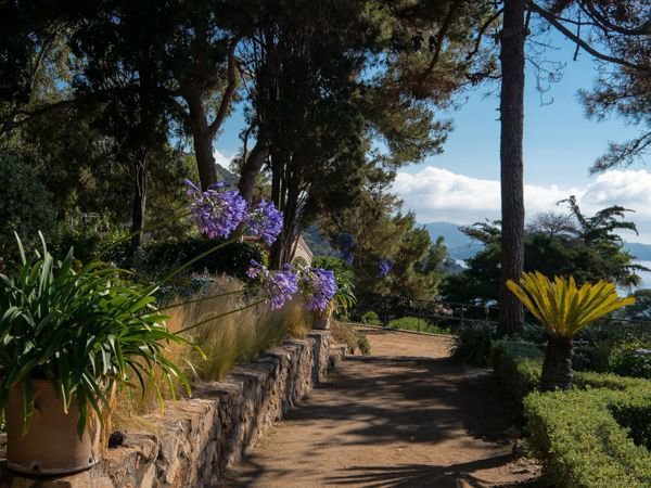 Cycas revoluta