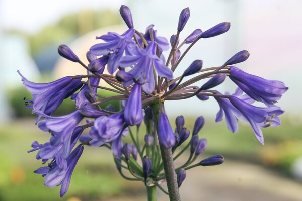 Agapanthus africanus 'Black Buddhist'