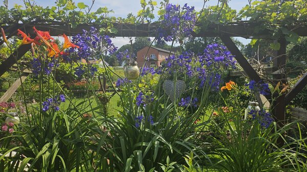 Agapanthus 'Ever Sapphire ', Schmucklilie Ever Sapphire Agapanthus 'Ever Sapphire ', Schmucklilie Ever Sapphire