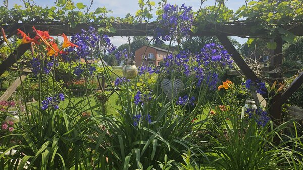 Agapanthus 'Ever Sapphire ', Schmucklilie Ever Sapphire 