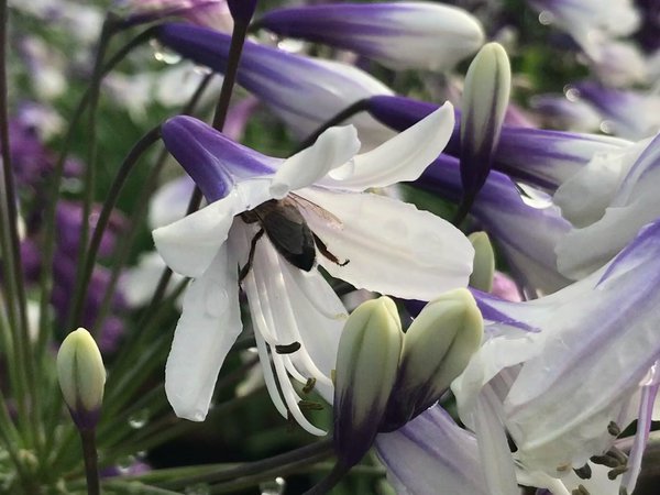 Agapanthus 'Fireworks' winterharte Schmucklilie Agapanthus 'Fireworks' winterharte Schmucklilie