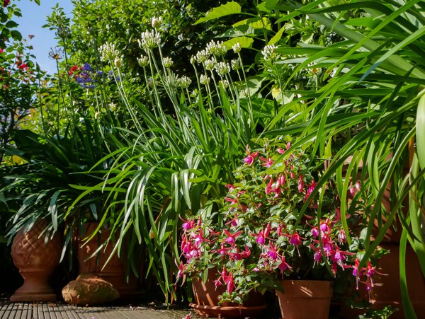 Im mediterranen Topfgarten gehrt Agapanthus einfach dazu