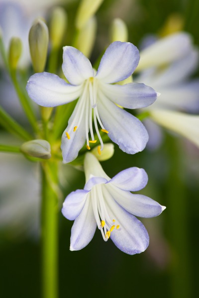 weisse Blüte mit blauem Hauch