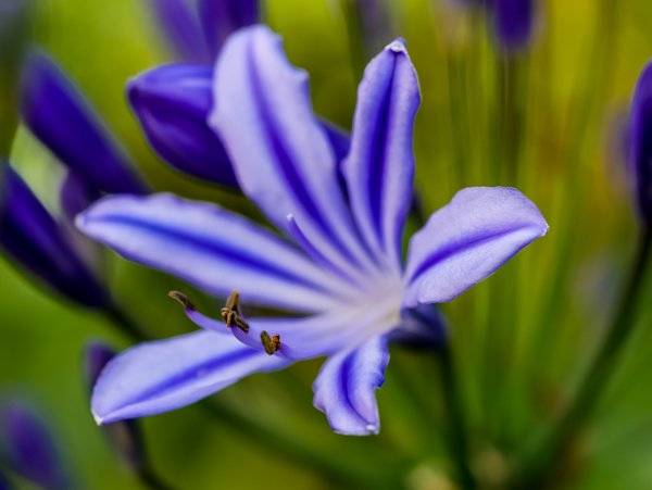 Die Agapanthus Blüte ist ein Blickfang - gerade auch durch die filigranen Staubgefässe