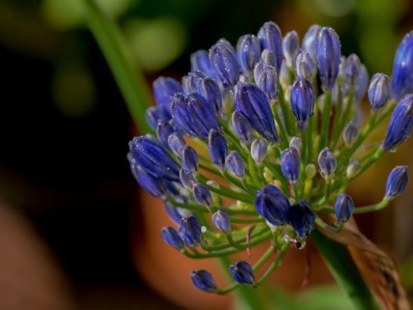 Agapanthus ist eine wundervolle Kübelpflanze für Terrasse und Balkon