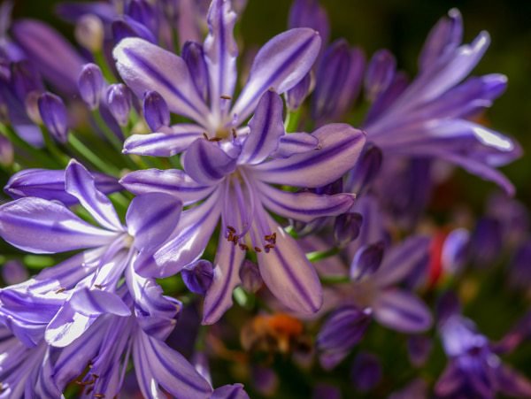 Agapanthus berwintern, Agapanthus kann im besten Fall im Winter weiterblhen