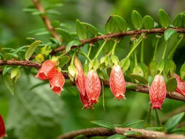 Pflanzen für den Garten
