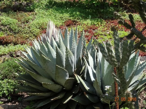 Agave pflanzen