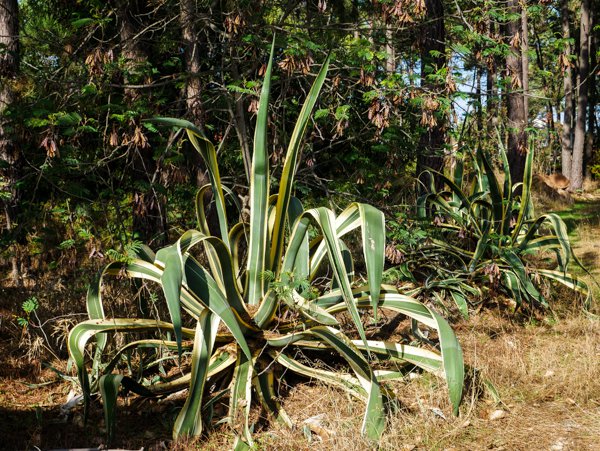 Agave pflanzen