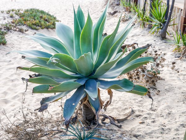 Agave pflanzen