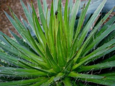 Agave filifera