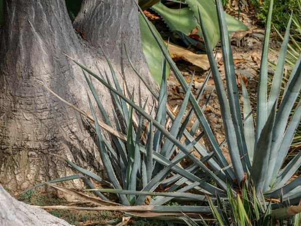 Agave univittata