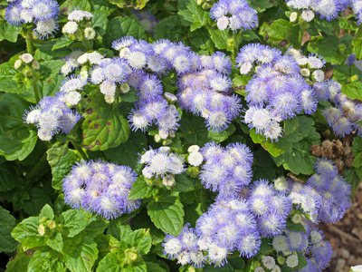 Ageratum houstonianum