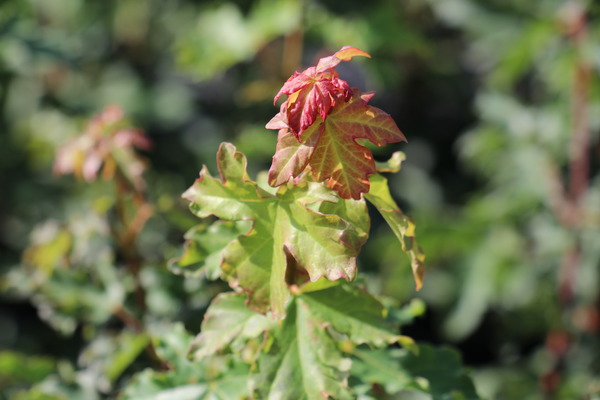 Acer campestre, kalkhaltiger boden