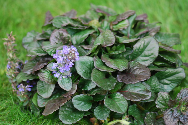 Ajuga reptans Black Scallop