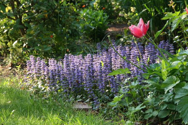 Ajuga reptans