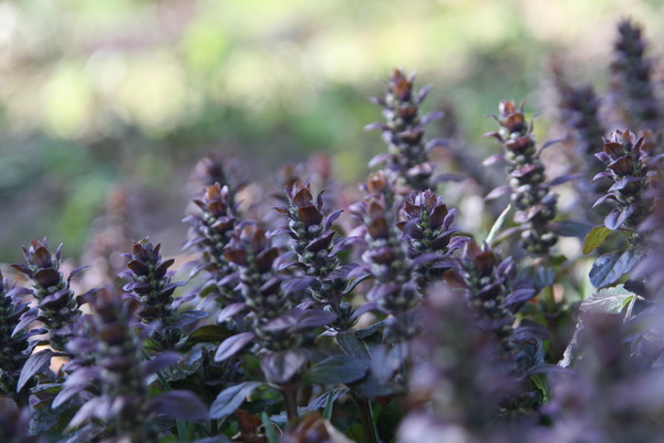 Ajuga reptans