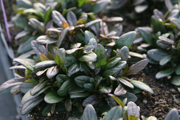 Ajuga Chocolate Chip