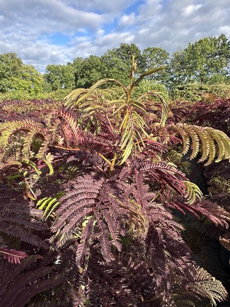 Seidenbaum, Albizia Summer Chocolate, BZ