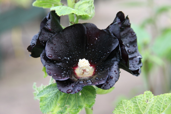 Alcea rosea nigra