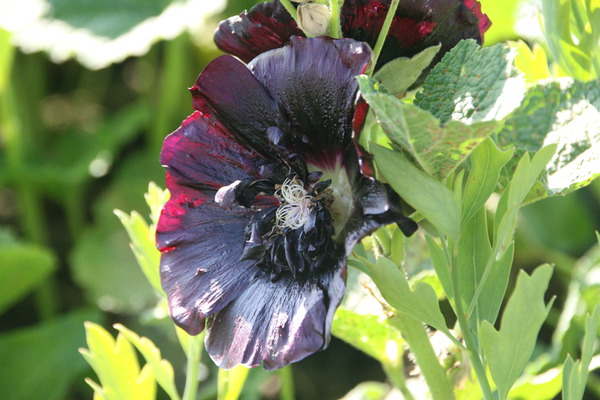 Alcea rosea Spotlight-Series Blacknight