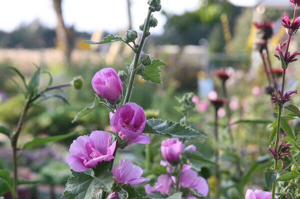 Alcalthaea x suffrutescens 'Parkrondell'