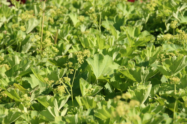 Alchemilla epipsila