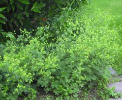 Alchemilla erythropoda